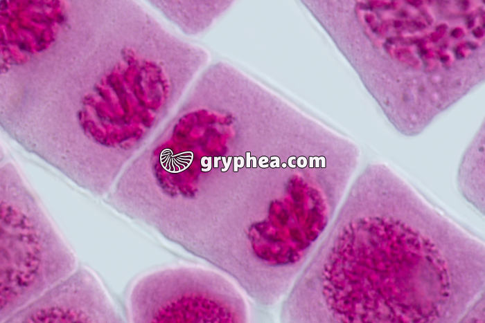 Mitose racine d'Ail TELOPHASE x640 - gryphea.com